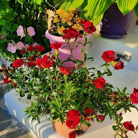 Villa Goliku Pestani